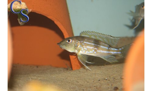 Gnathochromis permaxillaris